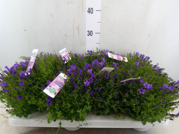 <h4>Campanula porten. 'Ambella In Prpl'</h4>