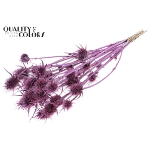 Cardi Distel Natural 10pc/bunch 55cm Metallic Pink + Glitter