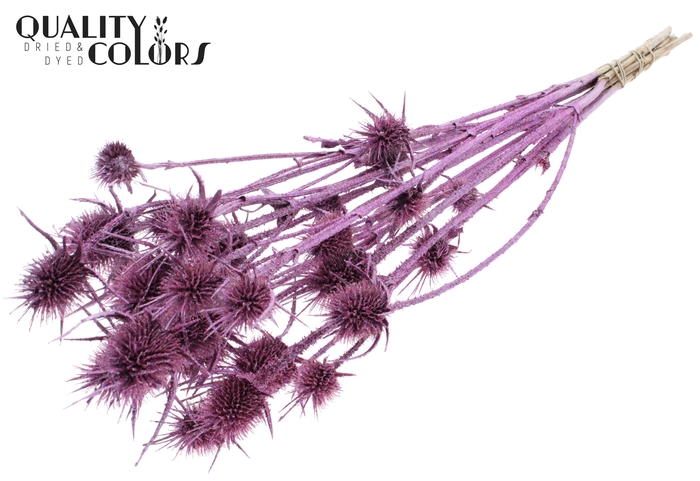 <h4>Cardi Distel Natural 10pc/bunch 55cm Metallic Pink + Glitter</h4>