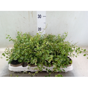 Ficus pumila 'White Sunny'