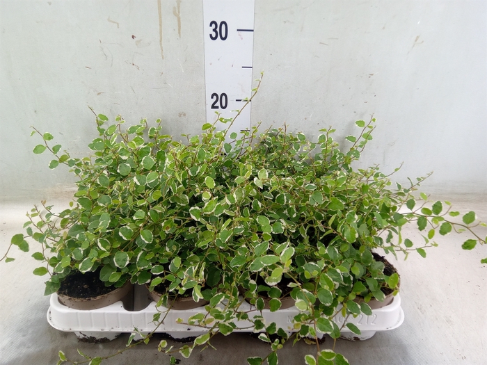 <h4>Ficus pumila 'White Sunny'</h4>
