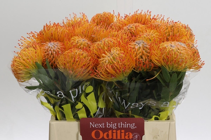 <h4>Nutans Ayoba Sun</h4>