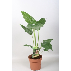 Alocasia Cucullata - hoogte 70-75