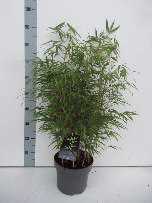 <h4>Fargesia rufa P23</h4>