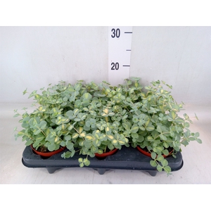 Sedum sieboldii 'Mediovariegatum'