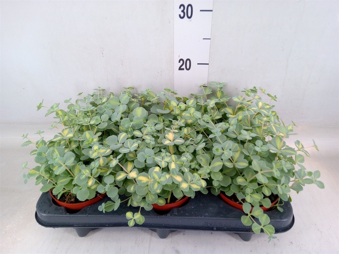 <h4>Sedum sieboldii 'Mediovariegatum'</h4>