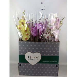 Phalaenopsis   ...mix