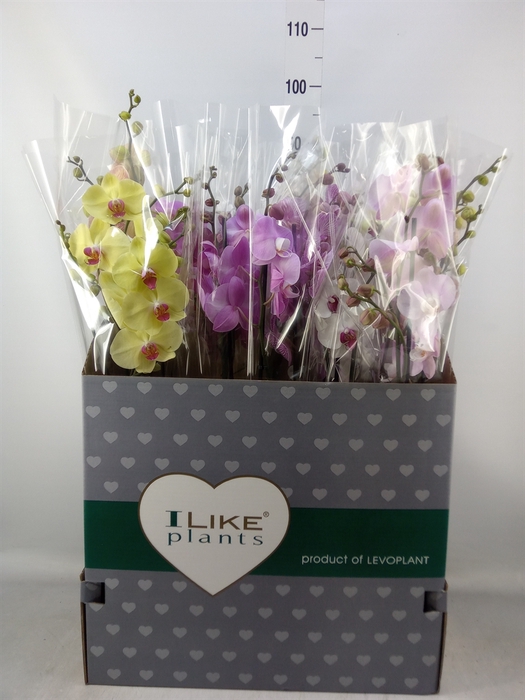 <h4>Phalaenopsis   ...mix</h4>