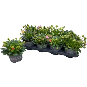 LEWI ROCKY COLOR GEM