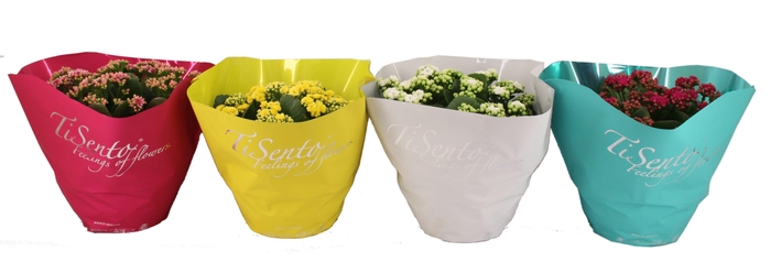 <h4>KAL GE GEM 4 KL</h4>