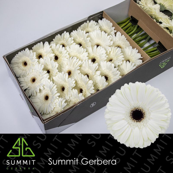 <h4>Gerbera Owen Doos</h4>