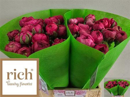 <h4>Ran Thom Bonbon</h4>