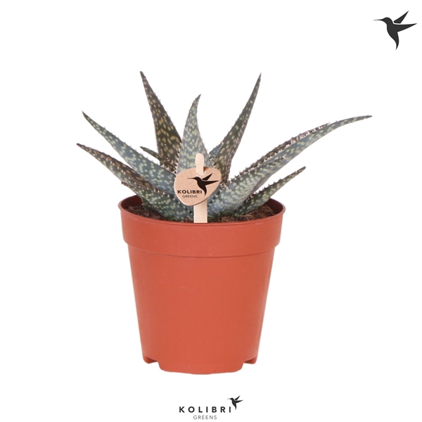 Kolibri Greens Succulenten Aloë Lakota