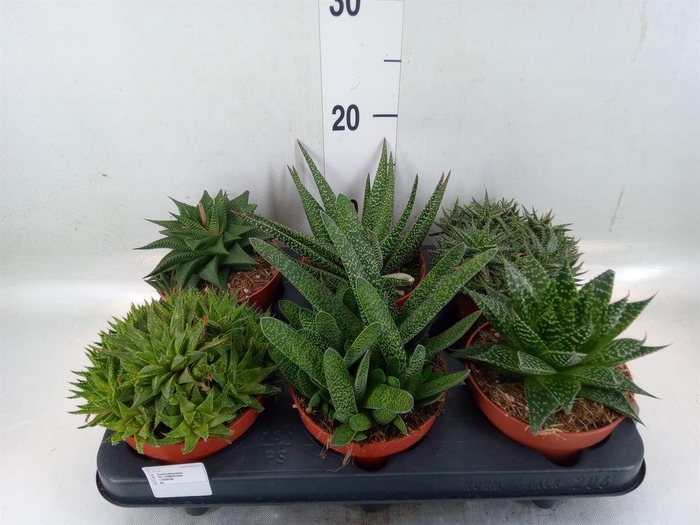 <h4>Aloe ...mix</h4>