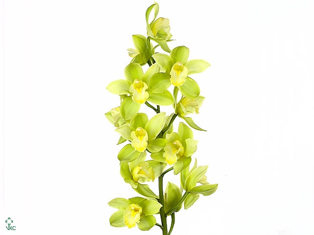 Cymbidium Mint Ice  Doos