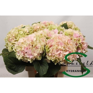 HYDR M CH VERENA CL