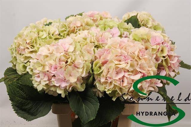 <h4>HYDR M CH VERENA CL</h4>