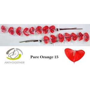 Anthurium Pure Orange