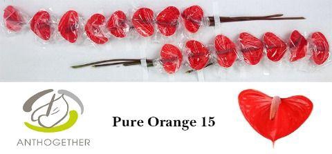 <h4>Anthurium Pure Orange</h4>