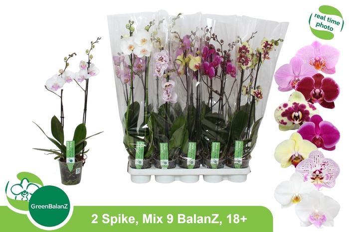 <h4>PHAL GEM 9 KL</h4>
