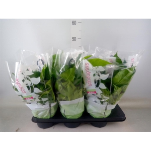 Epipremnum pinn.   HG