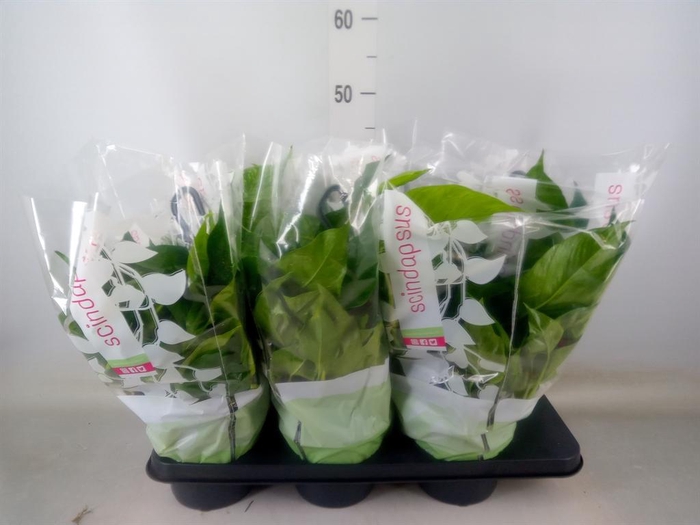 <h4>Epipremnum pinn. HG</h4>