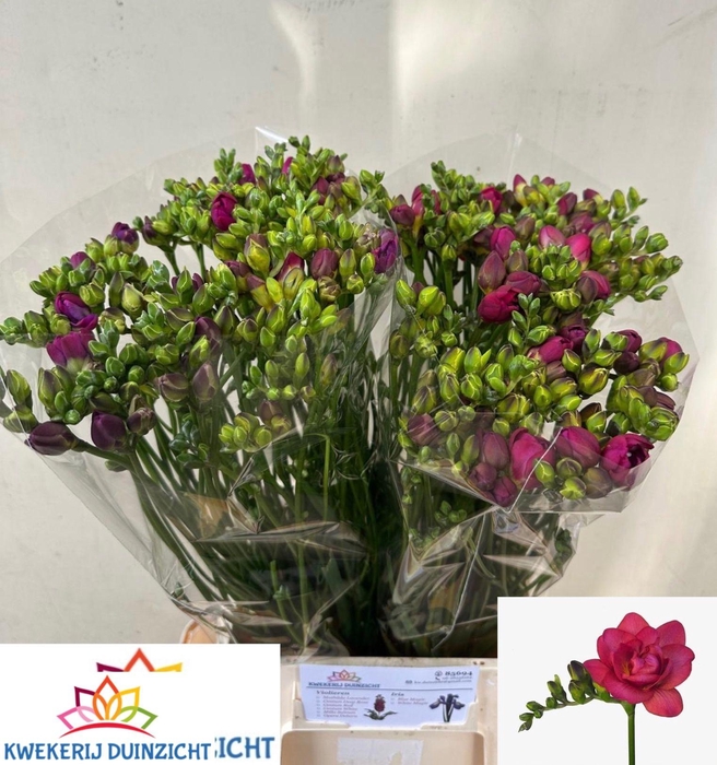 <h4>FR DU EXPRESSION</h4>