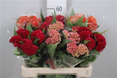 <h4>Cel C Repris Gem Fst</h4>