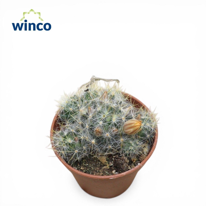 <h4>Mammillaria Prolifera</h4>