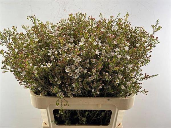 <h4>CHAME BLONDIE</h4>