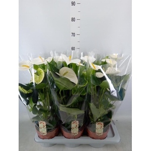 Anthurium andr. 'Alpine'