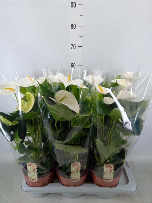 <h4>Anthurium andr. 'Alpine'</h4>