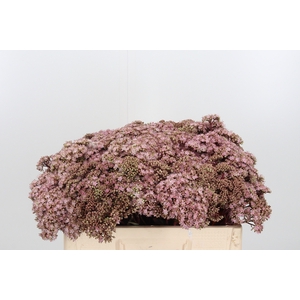 Sedum Matrona (bloei