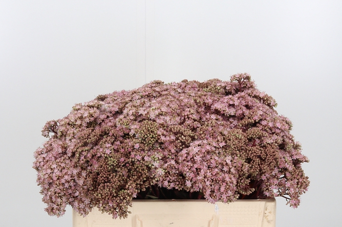 <h4>Sedum Matrona (bloei</h4>
