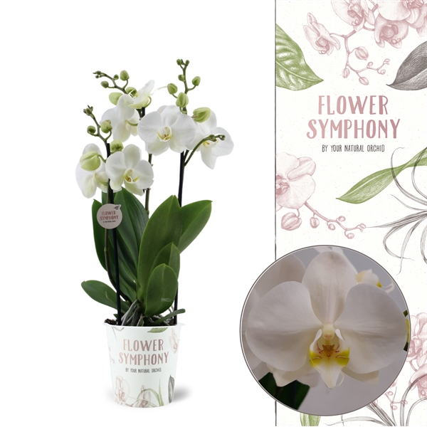 <h4>Flower Symphony | Brussels | Phalaenopsis 2 spike</h4>