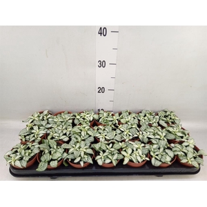 Fittonia  'Mosaic White Forest Fla'