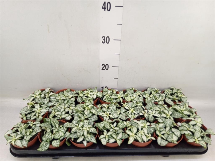 <h4>Fittonia  'Mosaic White Forest Fla'</h4>