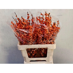 ILEX VE WINTER GOLD