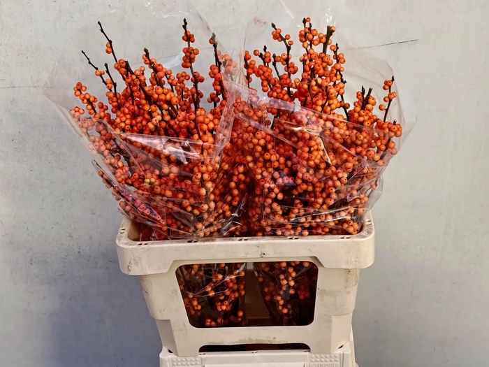 <h4>ILEX VE WINTER GOLD</h4>