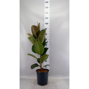 Ficus elastica 'Robusta'