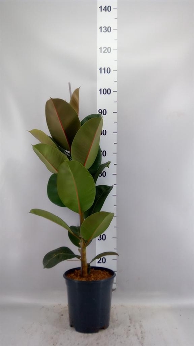 <h4>Ficus elastica 'Robusta'</h4>