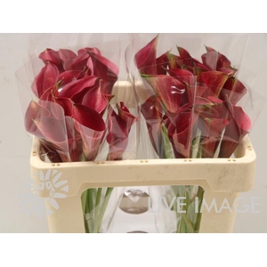 Zantedeschia call aruna