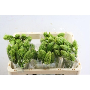 Ornit Th White Star Super