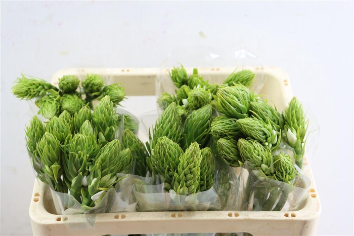 <h4>Ornit Th White Star Super</h4>