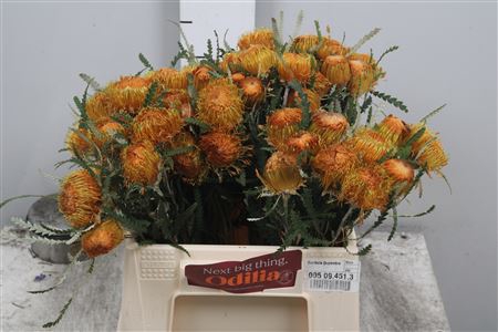 <h4>Banksia Formosa</h4>