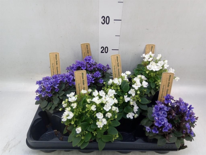 <h4>Saintpaulia   ...</h4>