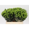 Hypericum Lucky Romance