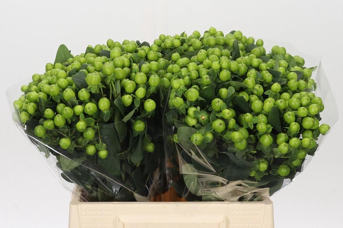 Hypericum Lucky Romance