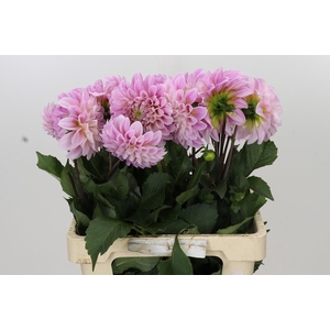 Dahlia Sweet Nathalie