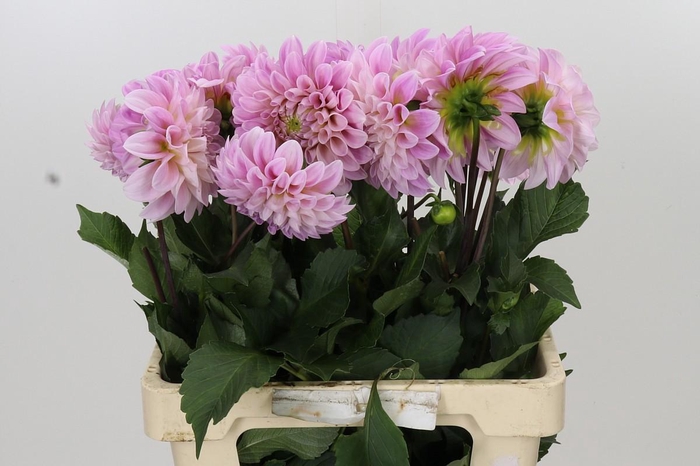 Dahlia Sweet Nathalie